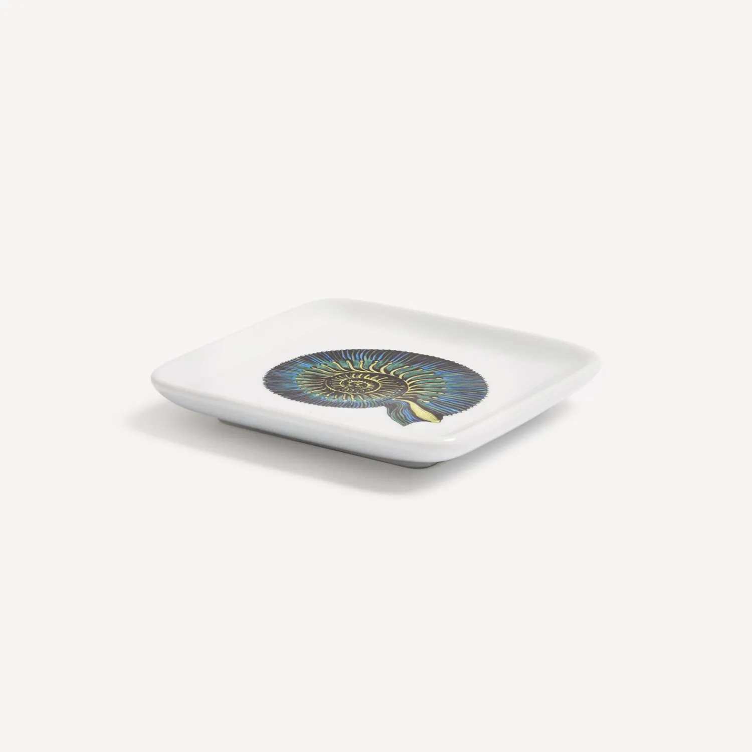 New Posacenere Conchiglia Fossile Posacenere Di Design