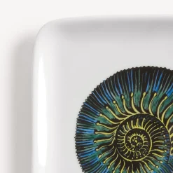 New Posacenere Conchiglia Fossile Posacenere Di Design