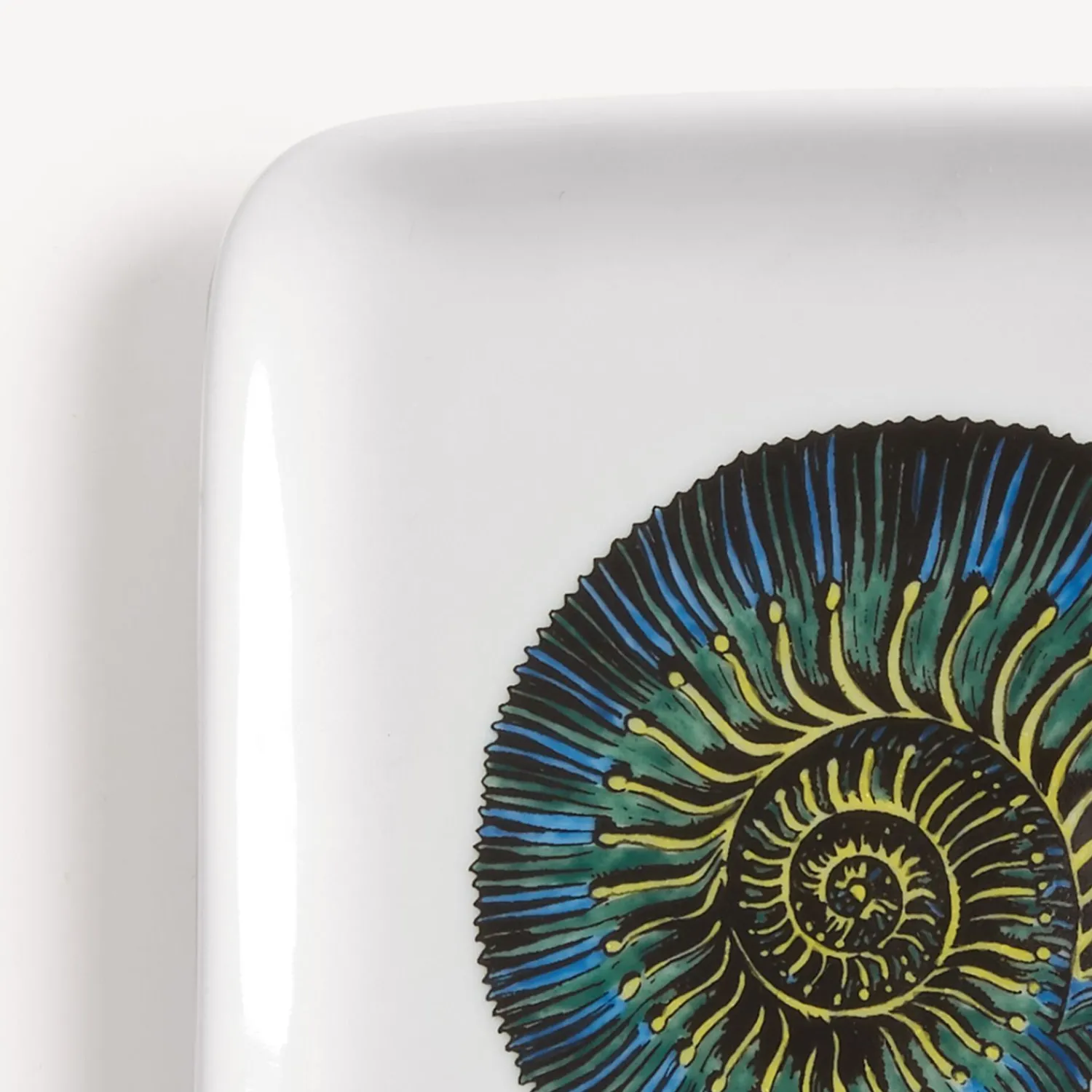New Posacenere Conchiglia Fossile Posacenere Di Design